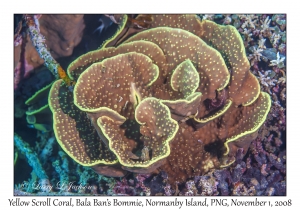 Yellow Scroll Coral