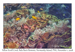 Yellow Scroll Coral