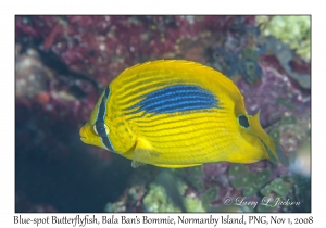 Blue-spot Butterflyfish