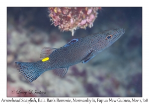 Arrowhead Soapfish