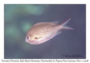 Ternate Chromis