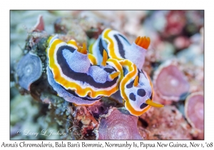 Anna's Chromodoris