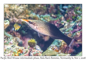 Pacific Bird Wrasse initial phase