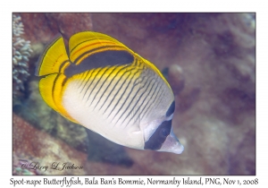 Spot-nape Butterflyfish