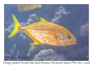 Orange-spotted Trevally