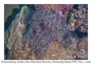 Extraordinary Feather Star