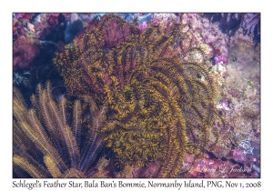 Schlegel's Feather Star