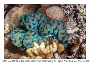 Fluted Giant Clam