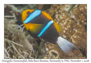 Orangefin Anemonefish