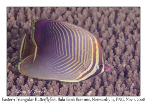 Eastern Triangular Butterflyfish