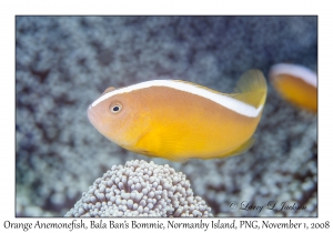 Orangefin Anemonefish