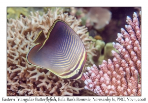 Eastern Triangular Butterflyfish