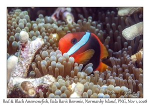 Red & Black Anemonefish