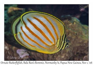 Ornate Butterflyfish