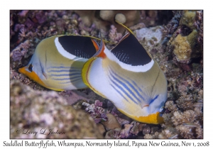 Saddled Butterflyfish