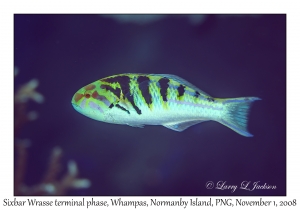 Sixbar Wrasse terminal phase