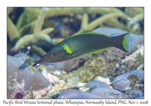 Pacific Bird Wrasse terminal phase