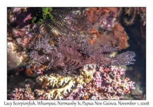 Lacy Scorpionfish