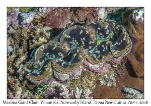 Maxima Giant Clam