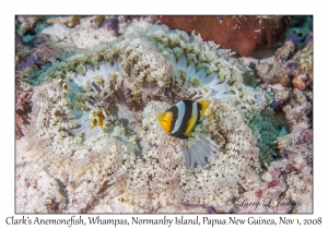 Clark's Anemonefish