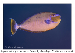 Bignose Unicornfish