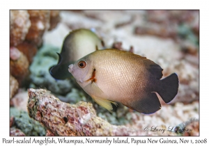 Pearl-scaled Angelfish