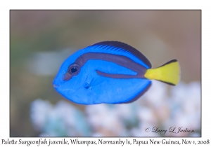 Palette Surgeonfish juvenile