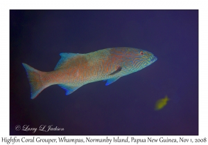 Highfin Coral Grouper