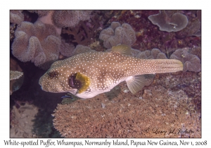 White-spotted Puffer