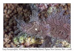 Lacy Scorpionfish