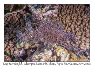 Lacy Scorpionfish