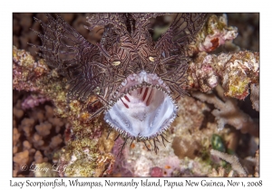 Lacy Scorpionfish