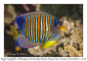 Regal Angelfish