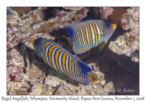 Regal Angelfish