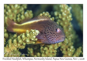 Freckled Hawkfish