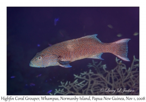 Highfin Coral Grouper