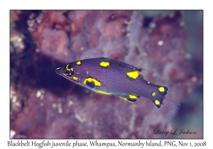 Blackbelt Hogfish juvenile phase