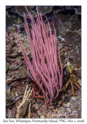 Sea Fan