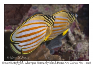 Ornate Butterflyfish