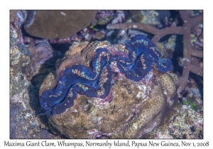 Maxima Giant Clam