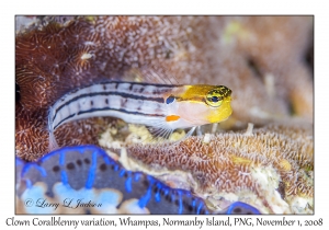 Clown Coralblenny variation