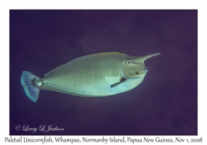 Paletail Unicornfish