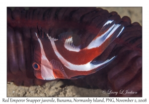 Red Emperor Snapper juvenile