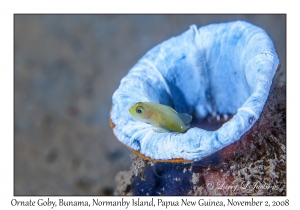 Ornate Goby