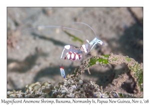 Magnificent Anemone Shrimp