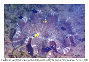 Haddon's Carpet Anemone