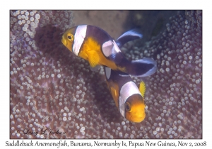 Saddleback Anemonefish