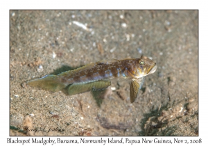 Blackspot Mudgoby