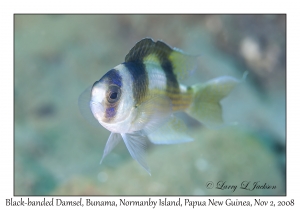 Black-banded Damsel