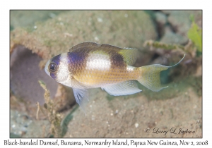 Black-banded Damsel